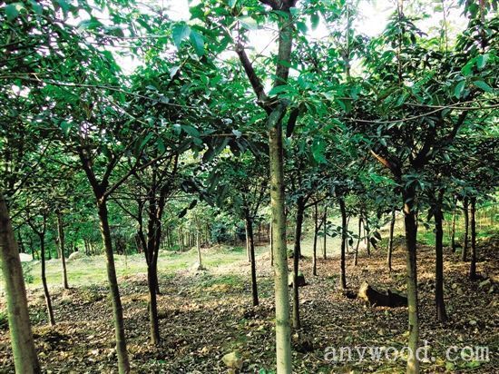 批木网 anywood.com