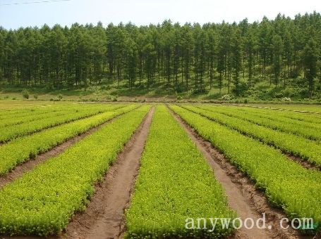 批木网 anywood.com
