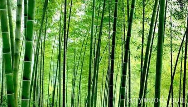 批木网 anywood.com