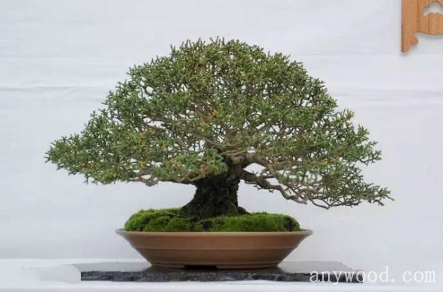 批木网 anywood.com