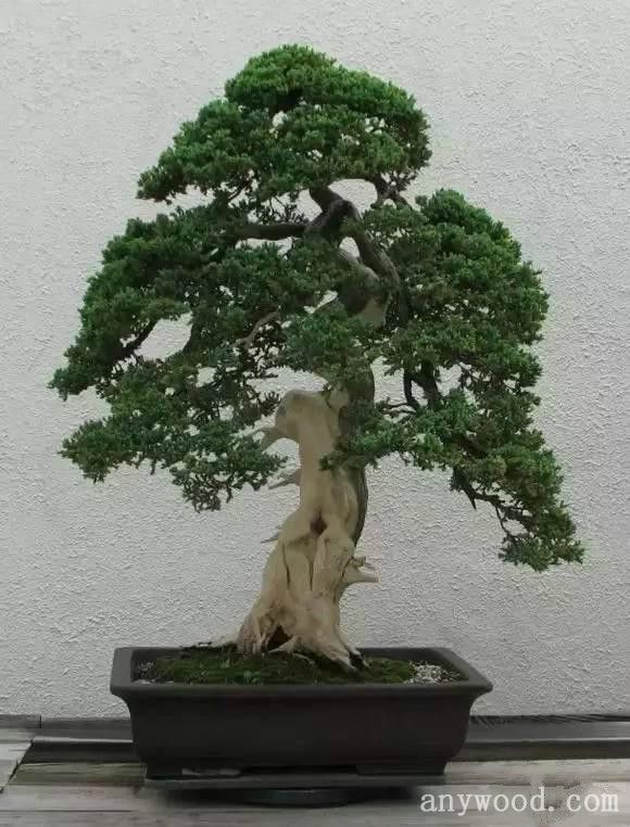 批木网 anywood.com