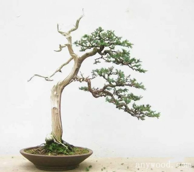 批木网 anywood.com