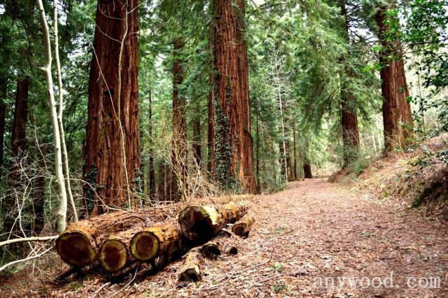批木网 anywood.com