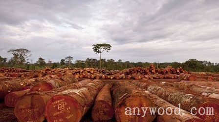 批木网 anywood.com