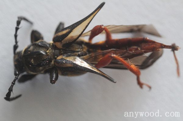 批木网 anywood.com
