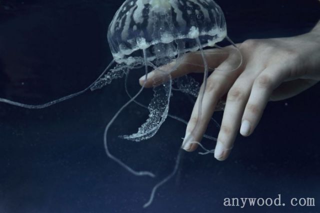批木网 anywood.com
