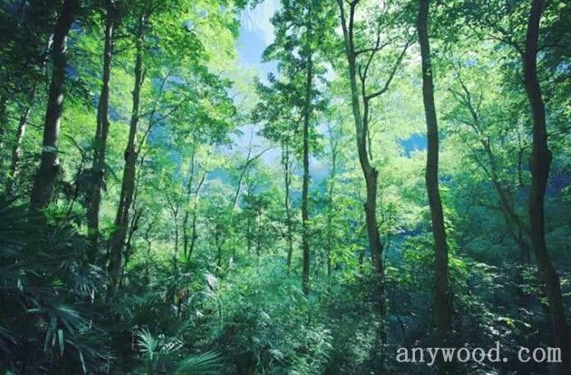 批木网 anywood.com