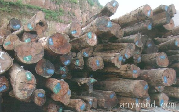 中国男子柬埔寨买木材被骗620万美金批木网