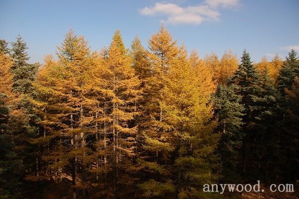 批木网 anywood.com