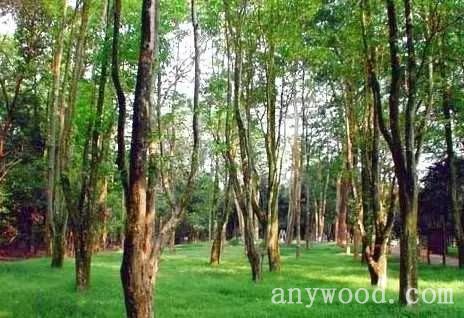 批木网 anywood.com