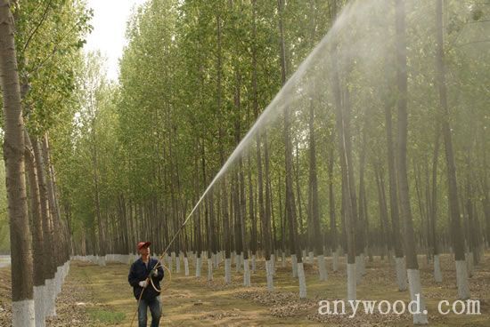 批木网 anywood.com