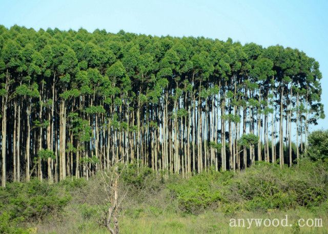 批木网 anywood.com