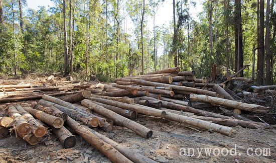 批木网 anywood.com