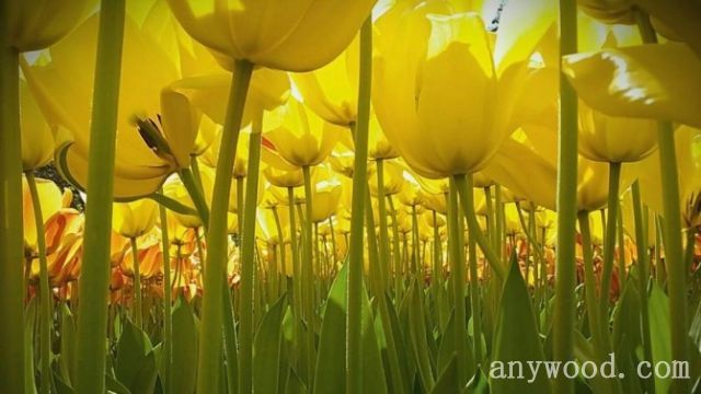 批木网 anywood.com
