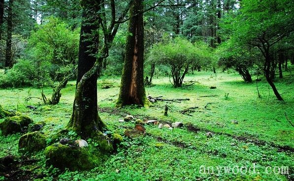 批木网 anywood.com