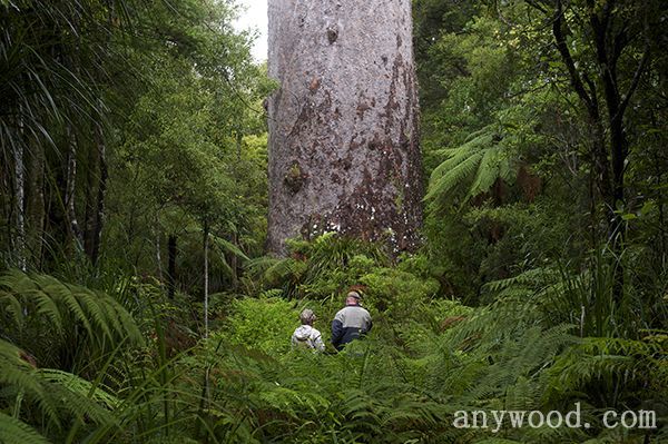 批木网 anywood.com