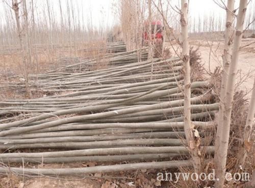 批木网 anywood.com
