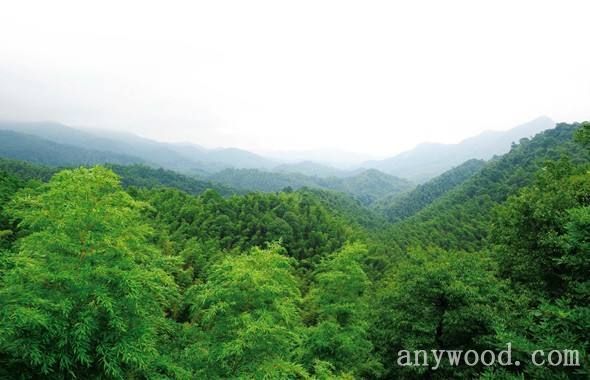 批木网 anywood.com