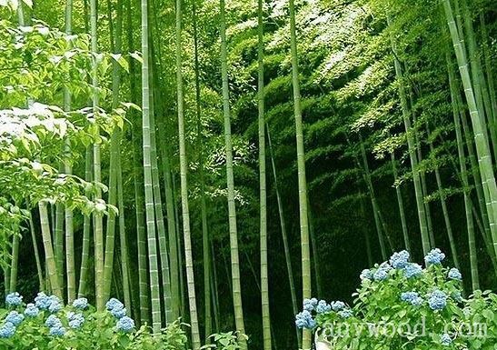 批木网 anywood.com