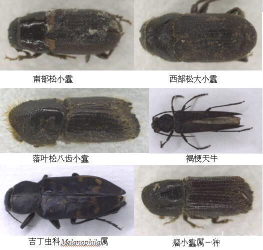 批木网 anywood.com