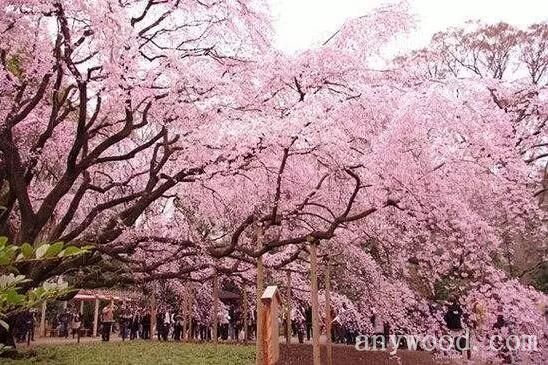批木网 anywood.com