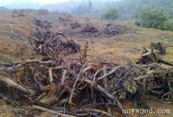 批木网 anywood.com