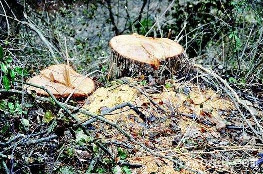 批木网 anywood.com