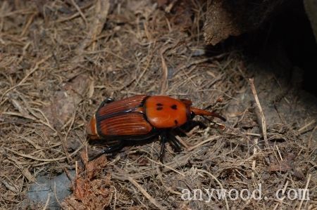 批木网 anywood.com