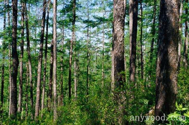 批木网 anywood.com
