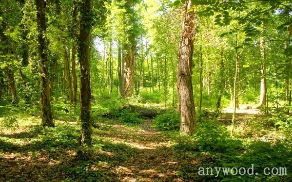 批木网 anywood.com