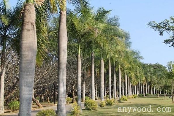 批木网 anywood.com