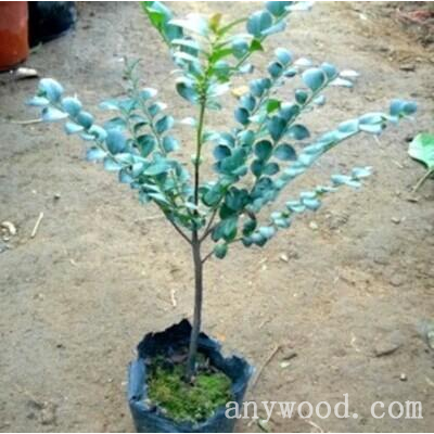 批木网 anywood.com