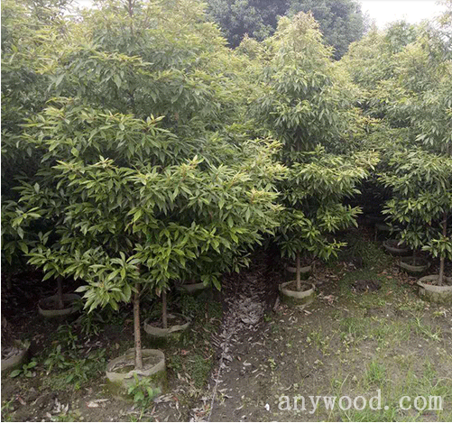 批木网 anywood.com