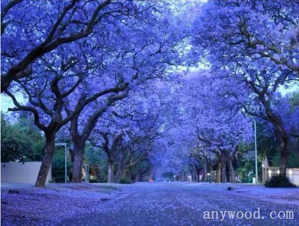 批木网 anywood.com