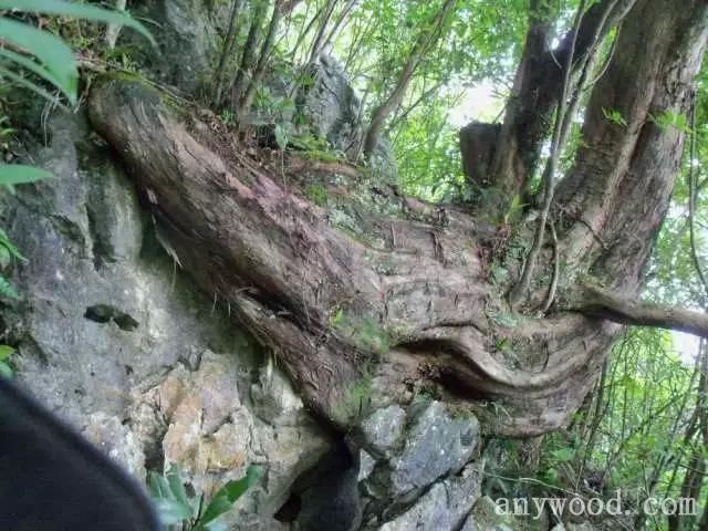 批木网 anywood.com