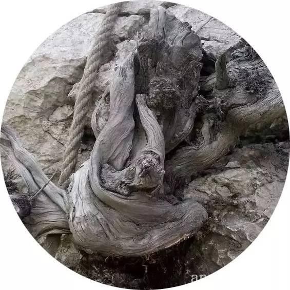 批木网 anywood.com