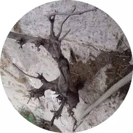 批木网 anywood.com