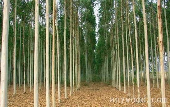 批木网 anywood.com