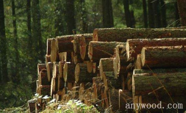 批木网 anywood.com