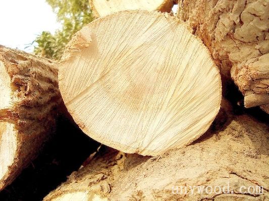 批木网 anywood.com