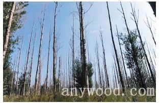 批木网 anywood.com