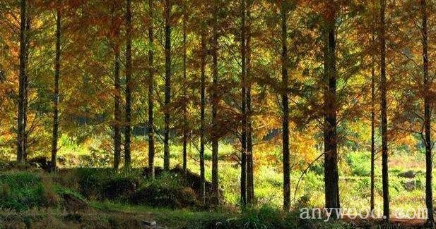 批木网 anywood.com