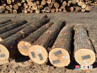 批木网anywood.com