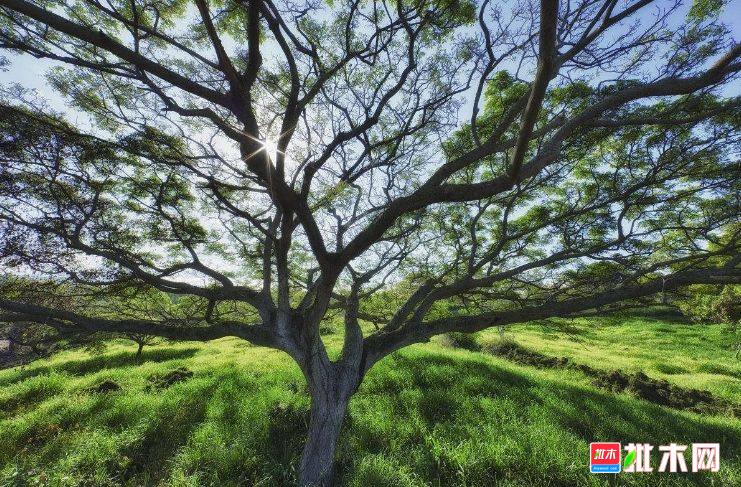 批木网 anywood.com