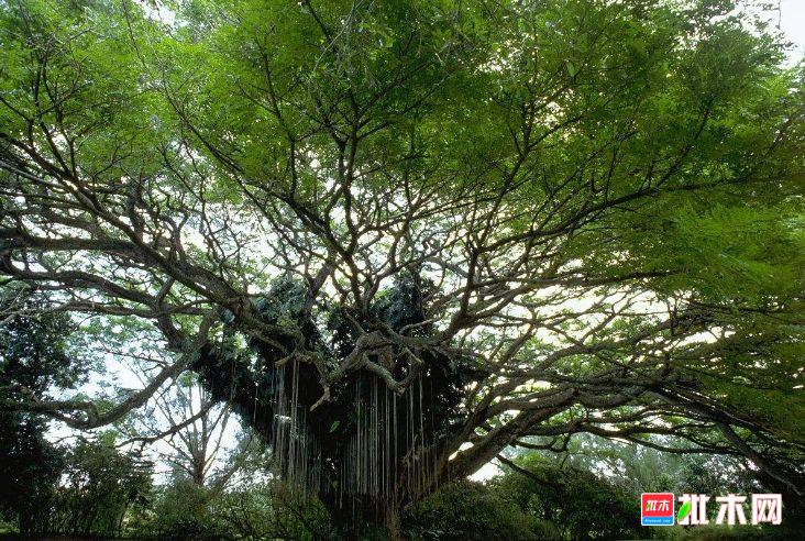 批木网 anywood.com