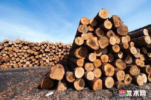 批木网 anywood.com