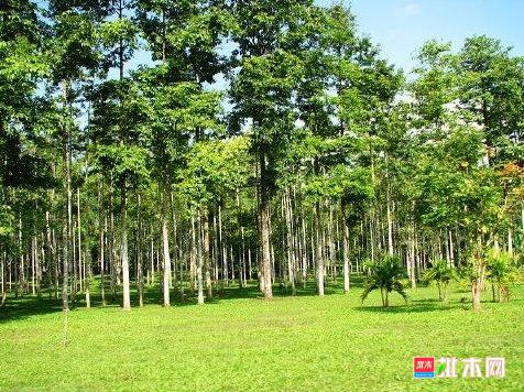 批木网 anywood.com