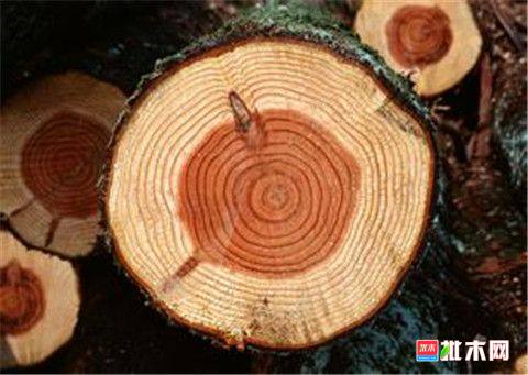 批木网 anywood.com