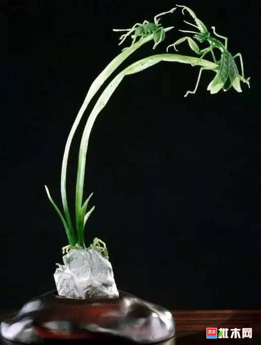 批木网 anywood.com