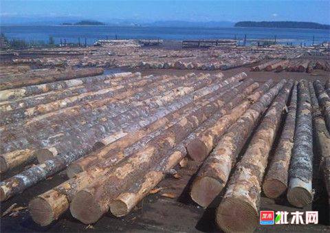 批木网 anywood.com